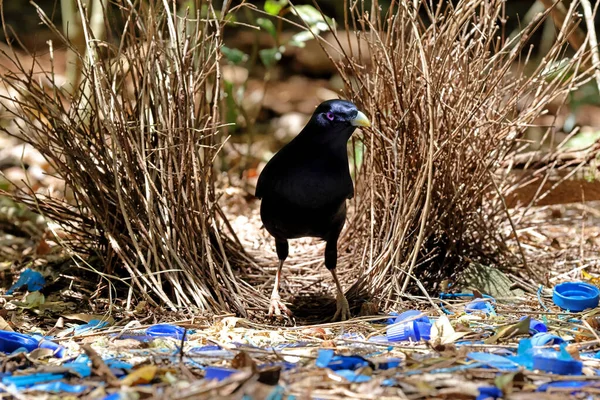 Männlicher Satin Laubenvogel Bei Bower — Stockfoto