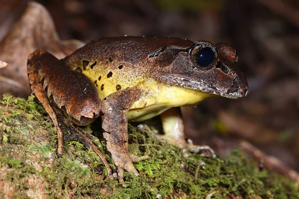 Froay Barred Frog Descansando Chão Floresta Tropical — Fotografia de Stock