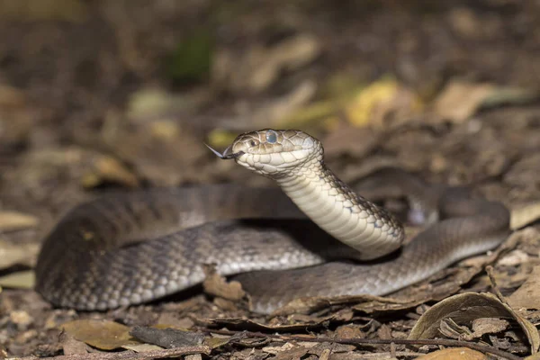 Highly venomous Rough-scaled Snake with tongue flickering