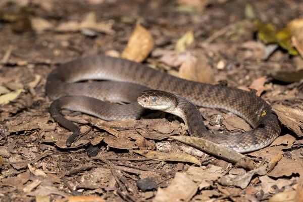 Rough-scaled Snake with opaque eyes prior to sloughing skin