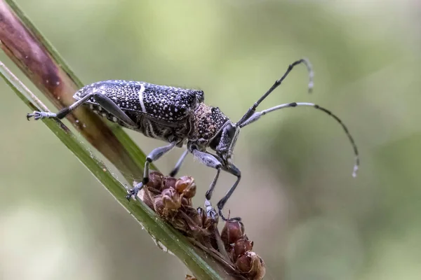 Foto Cerca Longicorn Beetle — Foto de Stock