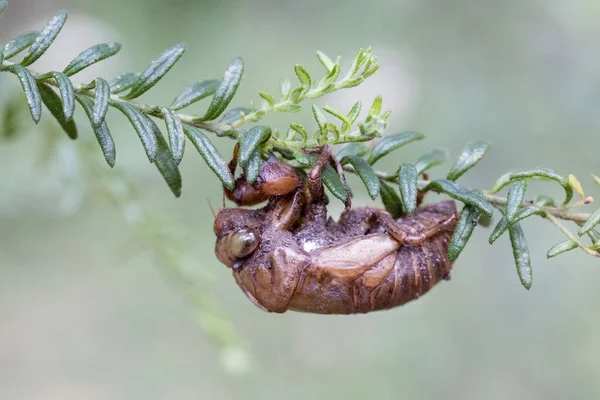 Κελύφους Cicada Προσκόλληση Κλαδί Δέντρο — Φωτογραφία Αρχείου
