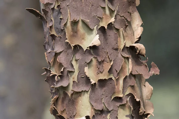 Bark shedding on Sydney Red Gum