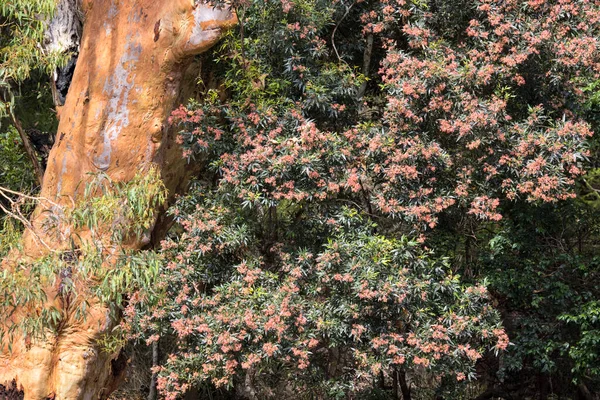 New South Wales Christmas Bush Blüte Neben Sydney Red Gum — Stockfoto