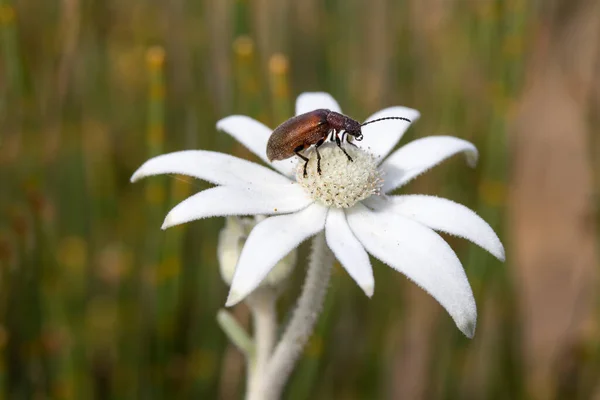 Käfer Ernährt Sich Von Pollen Einer Australischen Flanellblume — Stockfoto