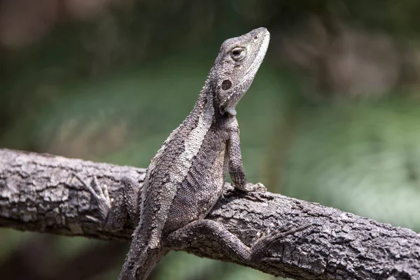 Gravid Grávida Jacky Lizard — Fotografia de Stock