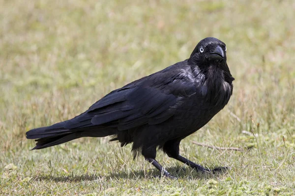 Close Australian Raven — Stock Photo, Image