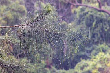 Casuarina ağaç yapraklarına yağmur damlaları yağar
