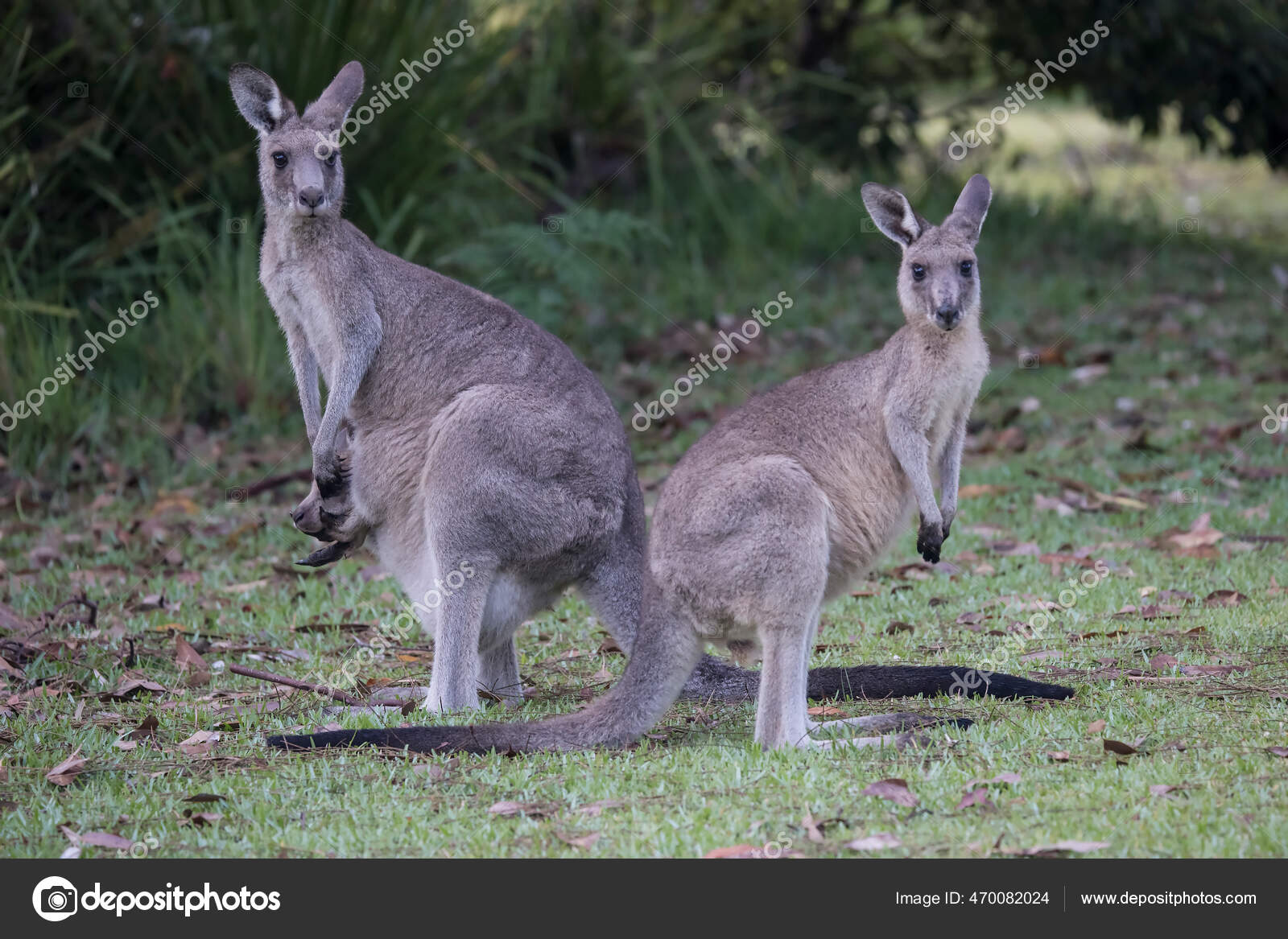 kangaroo with joey in pouch