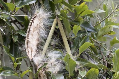Maymun halatı asma tohumu tohumları salıyor.
