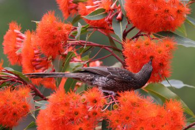 Kırmızı çiçekli sakız ağacının nektarıyla beslenen küçük kuş.