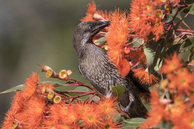 Kırmızı çiçekli sakız ağacının nektarıyla beslenen küçük kuşum.