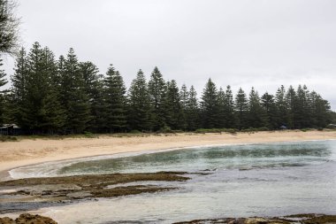 Norfolk Adası Çam Ağacı, bir N.S.W. Güney Sahili plajı boyunca büyüyor. 