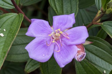 Boğaz, Rododendron 'un çiçekli bitkisi
