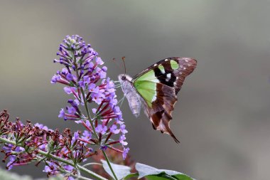 Macleay 'in Kırlangıç Kelebeği Budleah bitkisinin nektarıyla besleniyor.