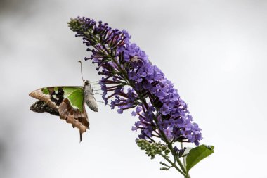 Macleay 'in Kırlangıç Kelebeği bir Buda bitkisinin nektarıyla besleniyor.