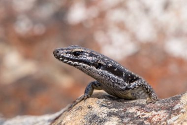 Sıcaklık Sıcaklığı Kum Taşı Kayası 'nda güneşlenen Su Kayağı