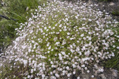 Doğu Avustralya 'daki 2020 orman yangınından sonra çiçek açan nadir Pembe Flannel Çiçekleri