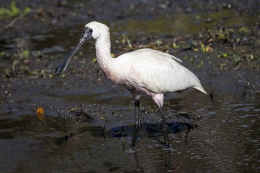 Kraliyet Kaşığı Sığ sularda yiyecek arıyor