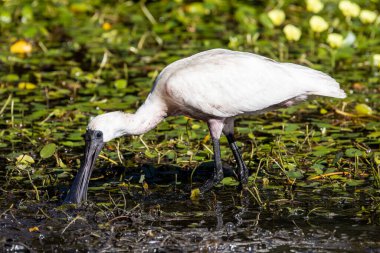 Kraliyet Kaşığı Sığ sularda yiyecek arıyor