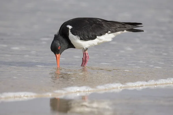 Pied Oystercatcher Searching Food Shore Line — Stock Photo, Image