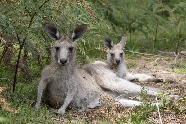 Weibliches Eastern Grey Känguru Und Joey Ruhen Sich Schatten Aus — Stockfoto