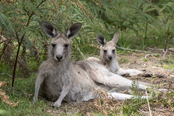 Mujer Eastern Grey Canguro Joey Descansando Sombra — Foto de Stock