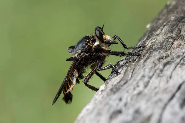 Robbr Fly Reposant Sur Une Branche Arbre — Photo