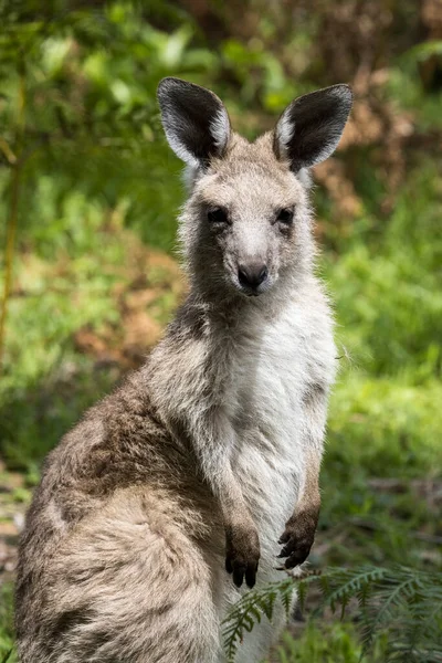 Close Eastern Grey Kangaroo — Stock Photo, Image