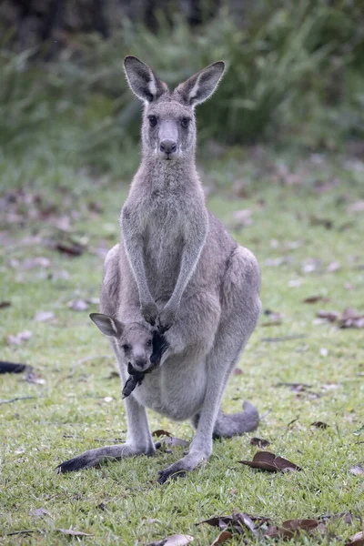 Weibliches Eastern Grey Känguru Mit Joey Beutel — Stockfoto