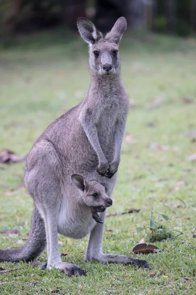 Eastern Grey Kangoeroe Met Een Joey Haar Buidel — Stockfoto