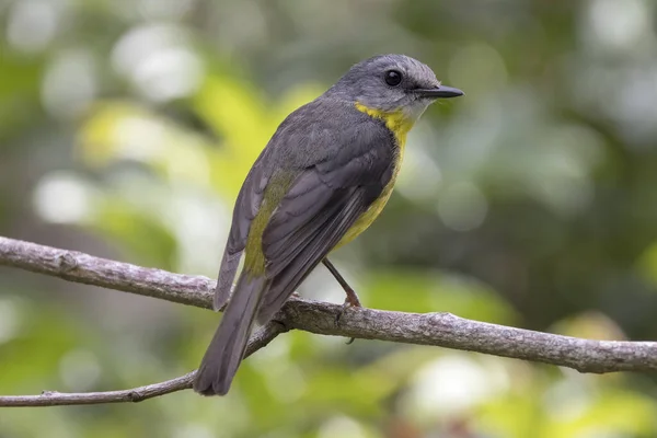 Eastern Yellow Robin Neergestreken Boomtak — Stockfoto