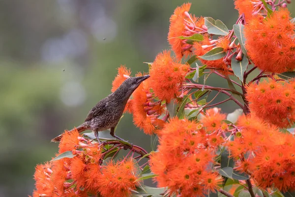 Kleiner Wasservögel Ernährt Sich Vom Nektar Eines Rot Blühenden Kaugummibaums — Stockfoto