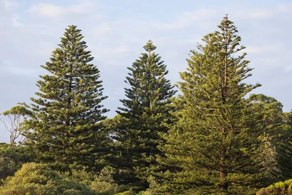 노퍽섬 소나무 Norfolk Island Pine Trees 오스트레일리아 사우스 코스트 해변에서 — 스톡 사진