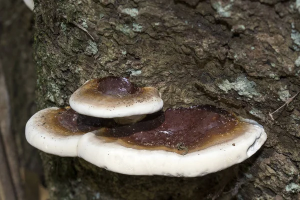 生长在树干上的裂开的真菌 — 图库照片