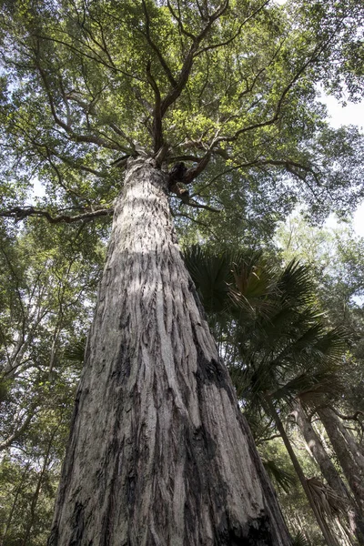 Hohe Terpentin Bäume Wachsen Royal National Park Sydney Australien — Stockfoto