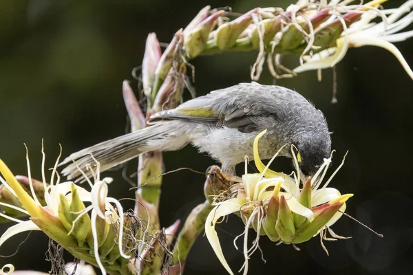 Lauter Miner Bird Ernährt Sich Vom Nektar Einer Bromelie Blume — Stockfoto