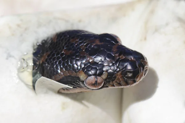 Elmas Python Yumurtadan Çıkmaya Başlıyor — Stok fotoğraf