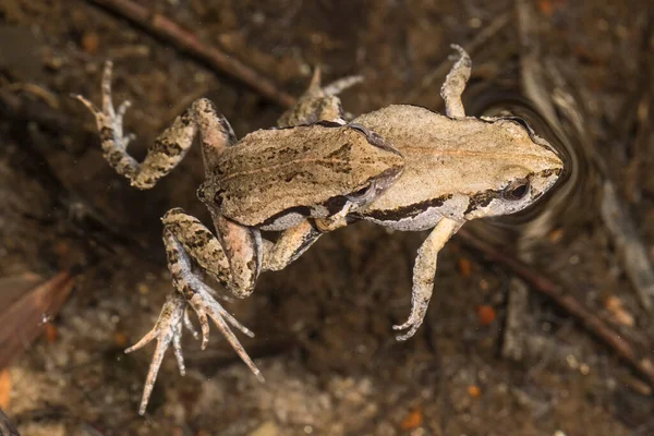 Aplejante Par Froglets Orientales Comunes — Foto de Stock