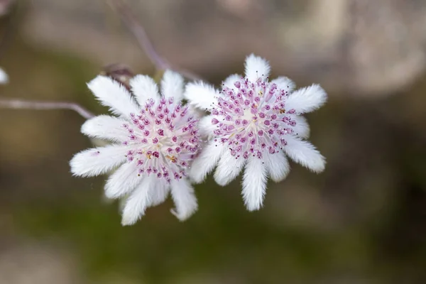 Rare Pink Flannel Flowers Flowering 2020 Bushfires Eastern Australia — Stock Photo, Image