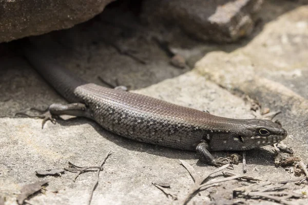 Австралийская Уайт Skink Купается Пределами Своей Скальной Трещины — стоковое фото