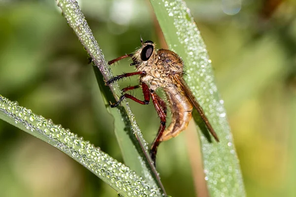 Voleur Mouche Reposant Sur Herbe Couverte Rosée — Photo