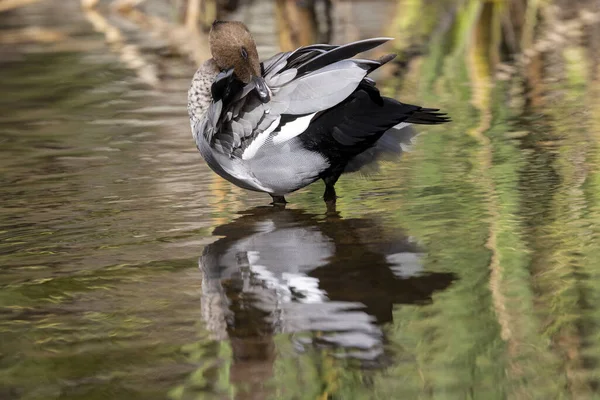 Australian Wood Duck Taking Preening Feathers — Stock Photo, Image