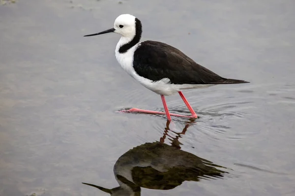 Schwarzflügel Stelzenfütterung Flachen Wasser — Stockfoto