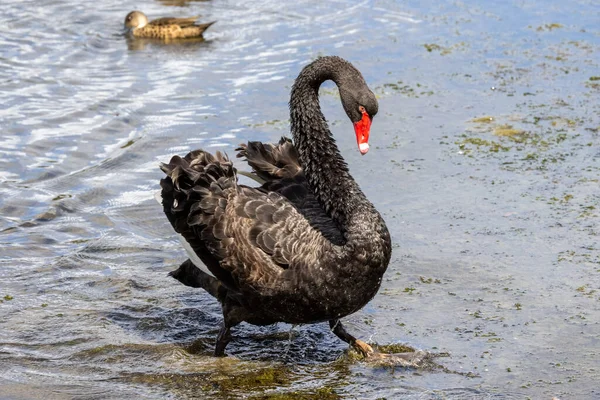 Australian Black Swan Walking Shallow Water — Stock Photo, Image