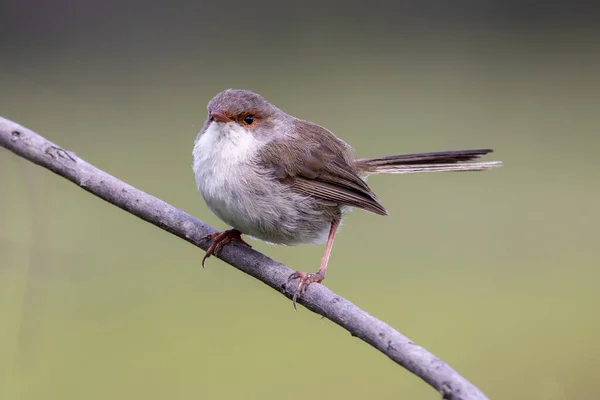 Femmina Superba Fairywren Arroccato Ramo — Foto Stock