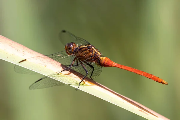 Eldig Skimmer Dragonfly Uppflugna Vass — Stockfoto