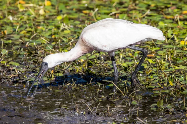 Royal Spoonbill Searching Food Shallows — Stock Photo, Image