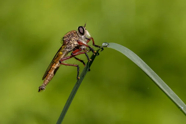 Robber Fly Resting Grass Leaf — Stock Photo, Image