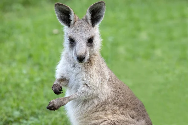 Close Eastern Grey Kangeroo Joey — Fotografia de Stock